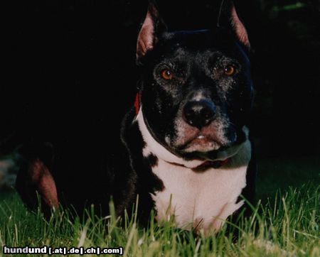 American Staffordshire Terrier BABY-Am.Staff/Pit Mix