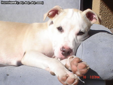 American Staffordshire Terrier am staff