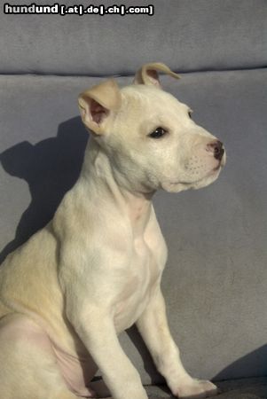 American Staffordshire Terrier Jace