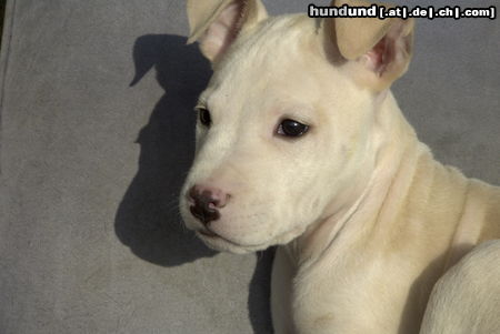 American Staffordshire Terrier Jace