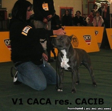 American Staffordshire Terrier Blue Rock IHA Graz 2005