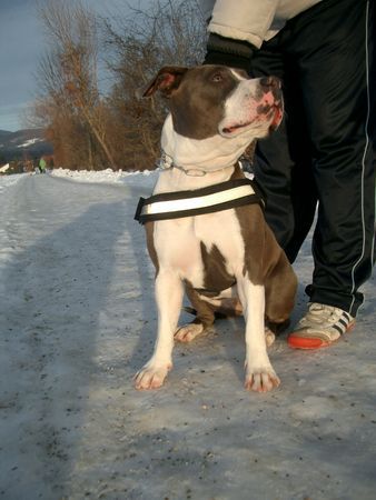 American Staffordshire Terrier blue spring vom basauerhof