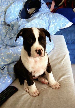 American Staffordshire Terrier coco