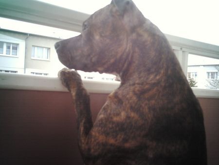 American Staffordshire Terrier Hier war schon mal mehr los!