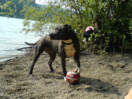 American Staffordshire Terrier