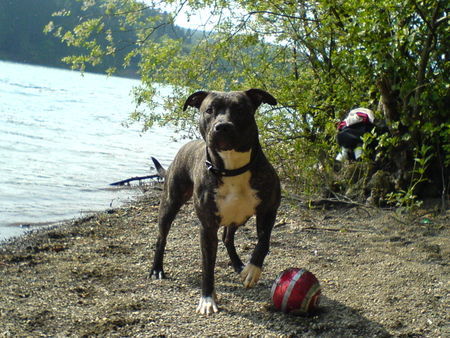 American Staffordshire Terrier