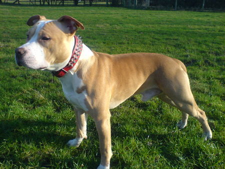 American Staffordshire Terrier 8 Monate