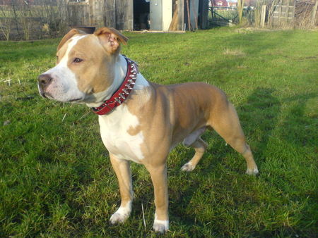 American Staffordshire Terrier 8 Monate