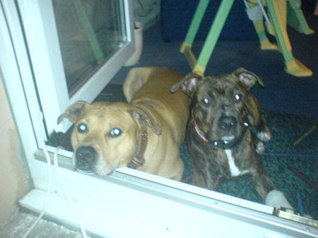 American Staffordshire Terrier Murphy & Mia