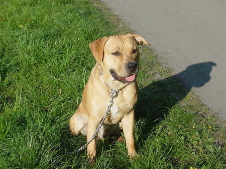 American Staffordshire Terrier fighty