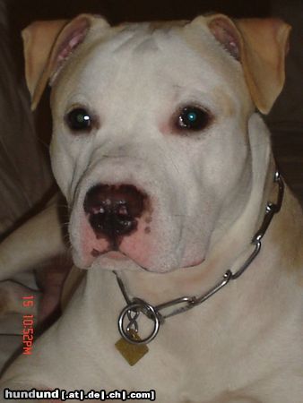 American Staffordshire Terrier