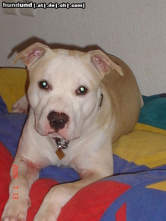 American Staffordshire Terrier Jace