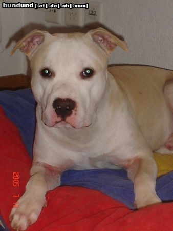 American Staffordshire Terrier Jace