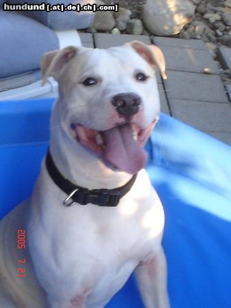 American Staffordshire Terrier Jace