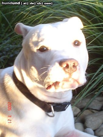 American Staffordshire Terrier Jace