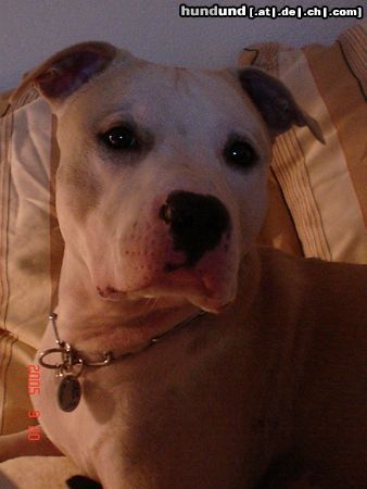 American Staffordshire Terrier Jace