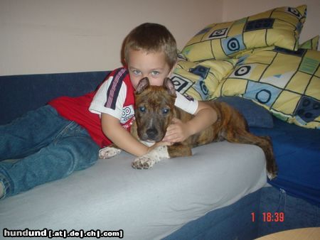 American Staffordshire Terrier Grisu