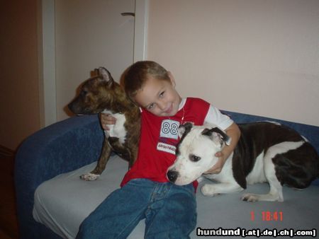 American Staffordshire Terrier Grisu, Gina und Kevin