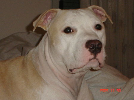 American Staffordshire Terrier Jace