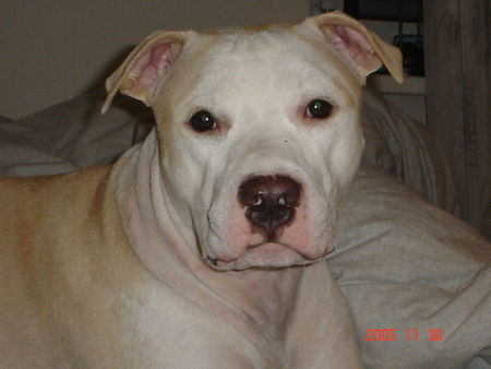 American Staffordshire Terrier Jace