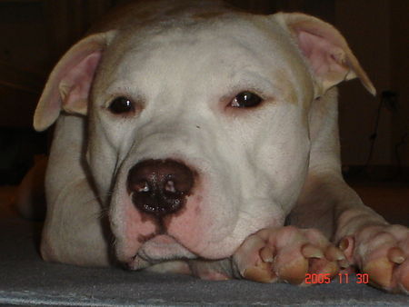 American Staffordshire Terrier Jace