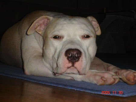 American Staffordshire Terrier Jace