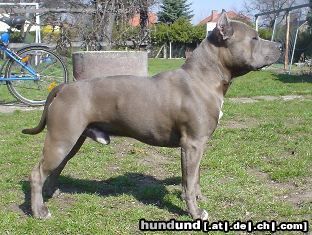 American Staffordshire Terrier Blue Rock