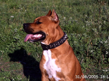 American Staffordshire Terrier Das ist unser süßer Zeus