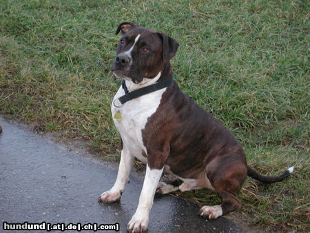 American Staffordshire Terrier Shadow