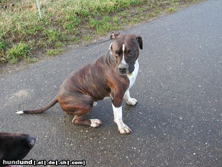 American Staffordshire Terrier Shadow