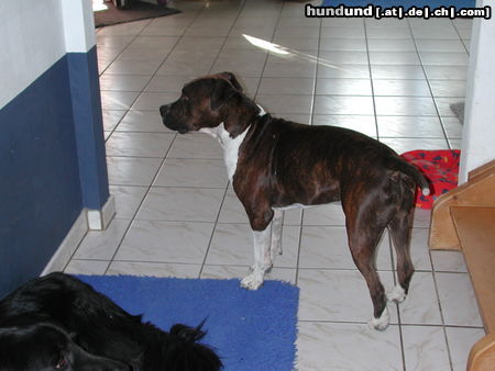 American Staffordshire Terrier Shadow