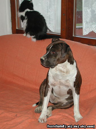 American Staffordshire Terrier Shadow