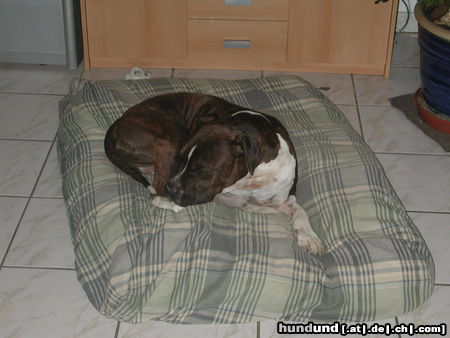 American Staffordshire Terrier Shadow