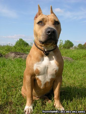 American Staffordshire Terrier