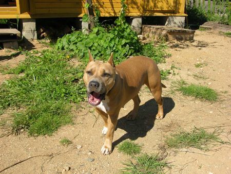 American Staffordshire Terrier