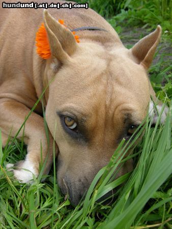 American Staffordshire Terrier Nika