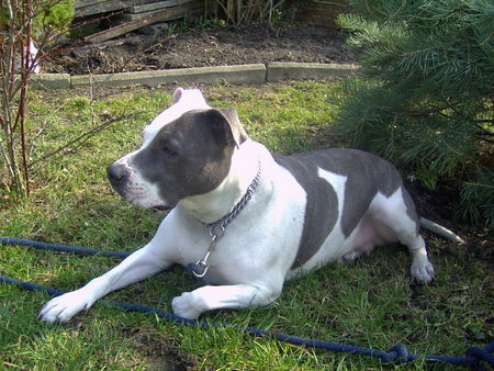 American Staffordshire Terrier Unsere Gina 