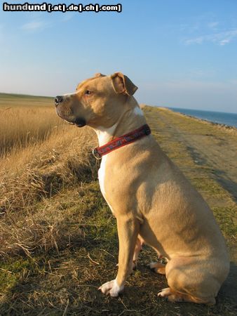 American Staffordshire Terrier Traumhund