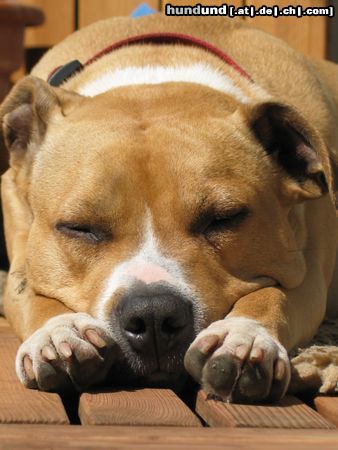 American Staffordshire Terrier Sun-Dog