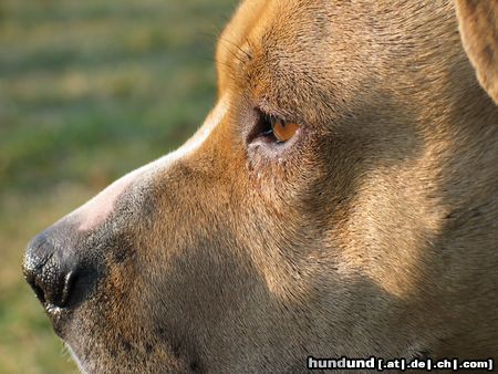 American Staffordshire Terrier