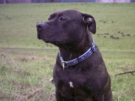 American Staffordshire Terrier Ich will kein Fotomodel sein