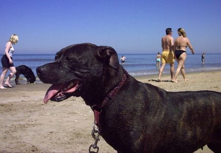 American Staffordshire Terrier Unser Flöckchen am Strand