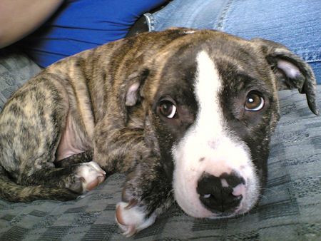 American Staffordshire Terrier chiko