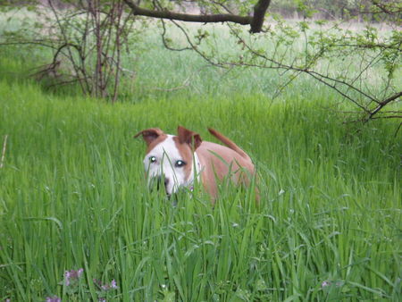 American Staffordshire Terrier Mein kleiner geliebter Grashüfper! *g*