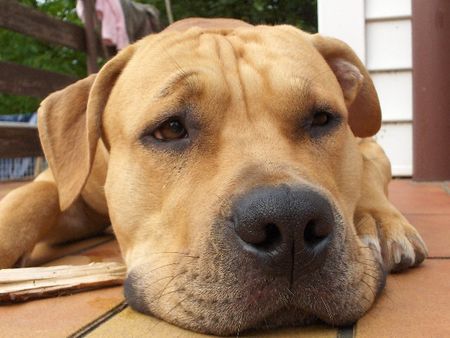 American Staffordshire Terrier