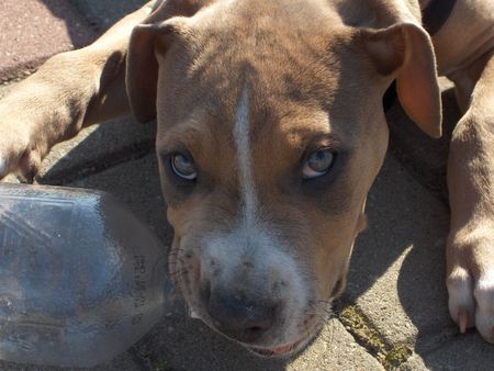 American Staffordshire Terrier Hab´ Durst