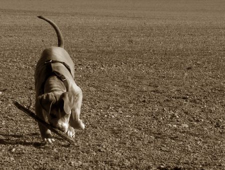 American Staffordshire Terrier Wüstenhund