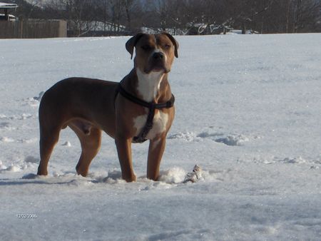 American Staffordshire Terrier falscher Husky