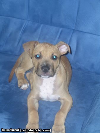 American Staffordshire Terrier Mein JERRY mit 12 Wochen