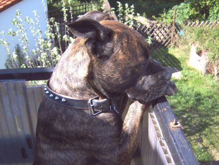 American Staffordshire Terrier Bobby guckt gerne vom Balkon